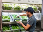 Salad bowl chains are flexing that they don't serve iceberg lettuce anyway