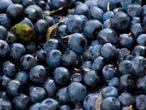 Tech execs like Bryan Johnson and Sam Altman are optimizing their diets to live longer. Here's what experts say to eat to expand your lifespan, from blueberries to red onions.