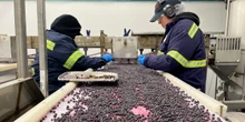 Why Maine's blueberry farmers are losing millions
