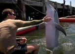 Pentagon leaders got an unusual question about Iran and 'kamikaze dolphins.' Here's how the US military uses these animals.