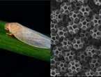 Scientists solved the 70-year-old mystery of an insect's invisibility coat that can manipulate light 