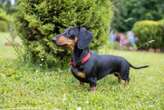 Dachshund could face ban in Germany because of inherent health problems, highlighting wider dog breeding concerns