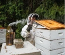 A college student is funding his tuition by raising bees and selling honey: 'This is the ultimate side business'