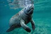 Florida residents were shocked to see a manatee swimming in their human-made lake. A biologist thinks she knows how it got there.