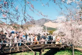I went to Japan during peak season. This is my one big tip for escaping the crowds.