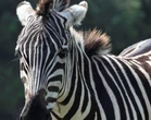 Cops seized nearly 100 animals found starving in 'filthy' habitats from a Virginia zoo. They also found animal body parts.