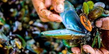 How families risk their lives harvesting toxic green mussels in Indonesia