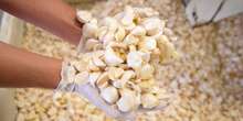 How the US' biggest garlic producer survived the fall of American garlic