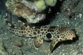 A shark pup that can 'walk' and was asexually conceived was just born at a Chicago-area zoo