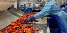 Maine traps $1 billion of lobster a year. But is that at risk?