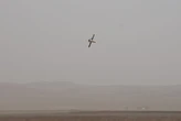 British forces are getting new high-speed interceptor missiles to defend against Iranian Shahed drones