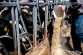 The 3rd human case of bird flu in the US has 2 new and troubling symptoms