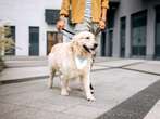 Veterinarians share 10 things you should never do when taking your dog on a walk