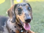New AI-powered puppy KPIs: Key Potty Indicators