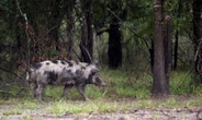 Where Canada's 'super pigs' are most likely to invade the US &mdash; and potentially cause millions of dollars in damage