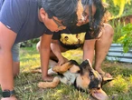 I didn't want my son to overdose on screen time this summer, so we're fostering a puppy. He's learning responsibility and time management.