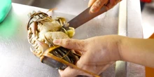 Why Indonesia's mud crab industry could go extinct