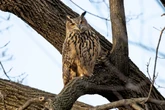 Cities are at war with rats. Flaco the&nbsp;owl&nbsp;and other animals pay the price.