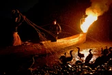 Cormorant fishing has been a tradition for over 1,300 years. Climate change might spell its end. 