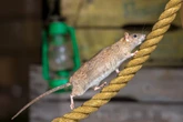 NYC has a new weapon against rats but it's still probably not enough to stop the impending rodent takeover.