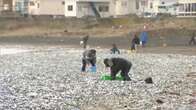 1200 tons of fish washed up on a Japanese beach and nobody knows why