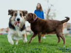 I'm a retired farmer. I make up to $1,500 a month renting out my fields for dogs to play in.