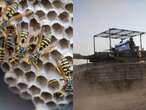 10 Israeli soldiers hospitalized for wasp stings after their tank ran over a swarm's nest in Gaza