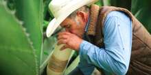 Could Mexican pulque be the next tequila or mezcal?