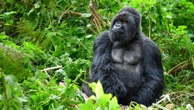 Goryle, szympanse i bonobo wymierają. Naukowcy szukają ratunku