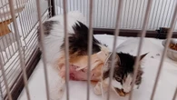 Sadysta postrzelił kotkę. Policja szuka sprawcy