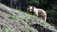 Plaga ataków niedźwiedzi w Rumunii. Władze chcą odstrzału