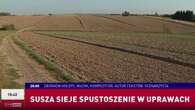 Susza sieje spustoszenie. Te uprawy szczególnie ucierpiały [WIDEO]