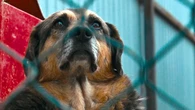 Podawał się za miłośnika zwierząt. Torturował adoptowane psy