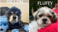 Pet Rescue Group Advertises 'Pre-Owned Senior Dogs' In Hilarious Post