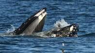 Seal Photographed In The Mouth Of A Humpback Whale