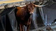 Escaped Bull 'Ricardo' Begins New Life After Snarling NJ Train Travel