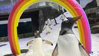 Aquarium Mourns Death Of One Half Of ‘Inseparable’ Gay Penguin Couple