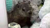 This Groundhog Didn't Play Around To Find His Bizarre New Home In Pennsylvania