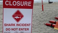 Man Survives Shark Attack In California During Group Swim