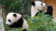 China Plans To Send San Diego Zoo More Pandas This Year