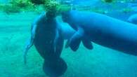 Older Manatee Enjoys New Home With ‘Lots Of Friends’ After Months Alone In Pool