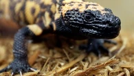 Colorado Man Dies After Pet Gila Monster Bite