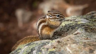 Burglar Chipmunk Wanted By Police In New Hampshire