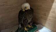 Missouri Care Team Hopes To Save Bald Eagle That Was Shot In The Beak