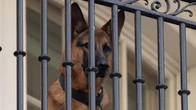 President Joe Biden's Dog Bit Secret Service Agents 24 Times, Documents Show