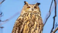 Flaco, Owl Who Escaped Zoo And Soared New York City Skies, Has Died