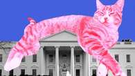 The 2024 Election Is All About Cats Right Meow