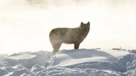 Yellowstone Wolves Caught On Camera Frolicking Amid Snowy Geysers