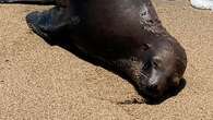 Feds Offer $20K Reward For Information About Fatal Sea Lion Shooting