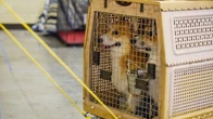 US Bans Bringing In Dogs From More Than 100 Countries Over Rabies Risk